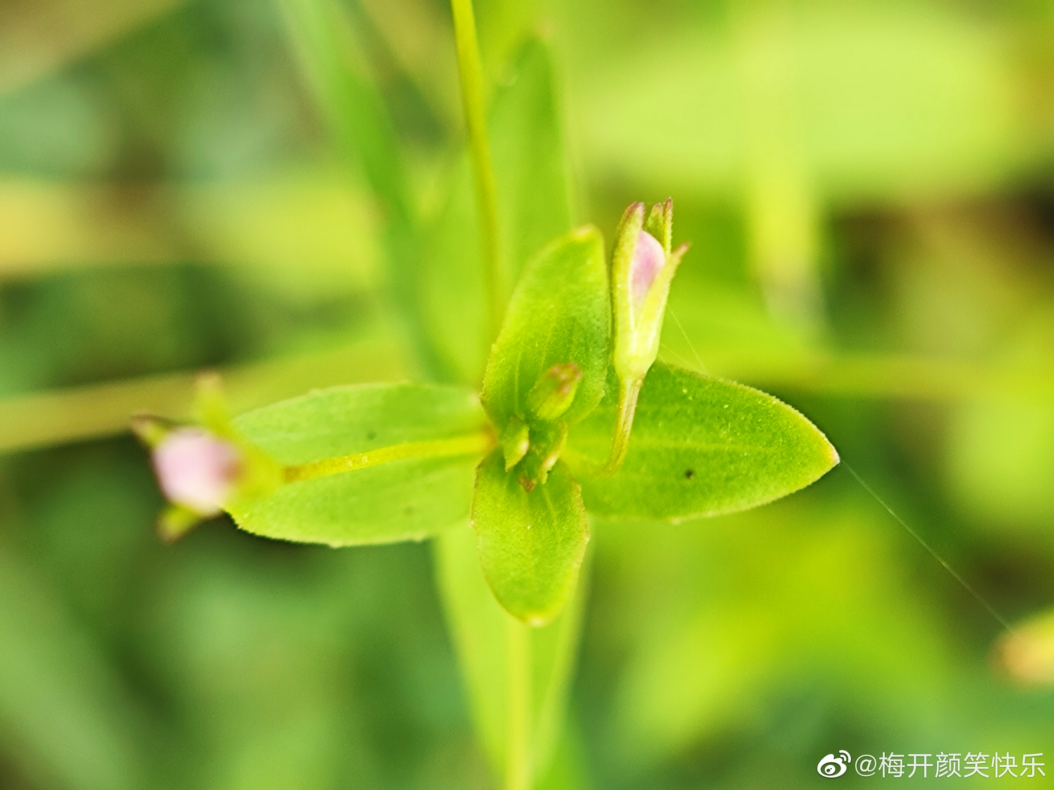 陌上菜～～玄参科母草属一年生草本……__财经头条