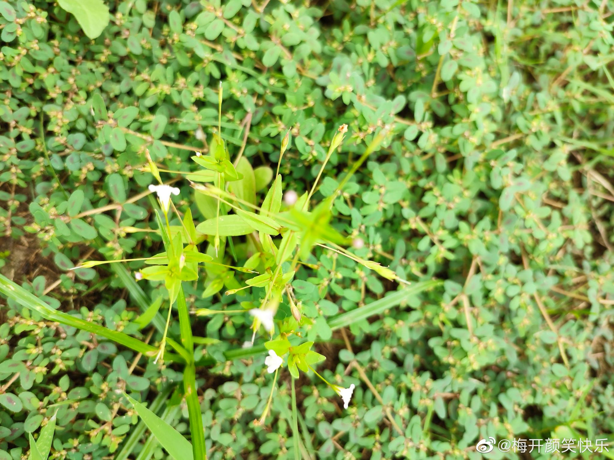 陌上菜～～玄参科母草属一年生草本……__财经头条