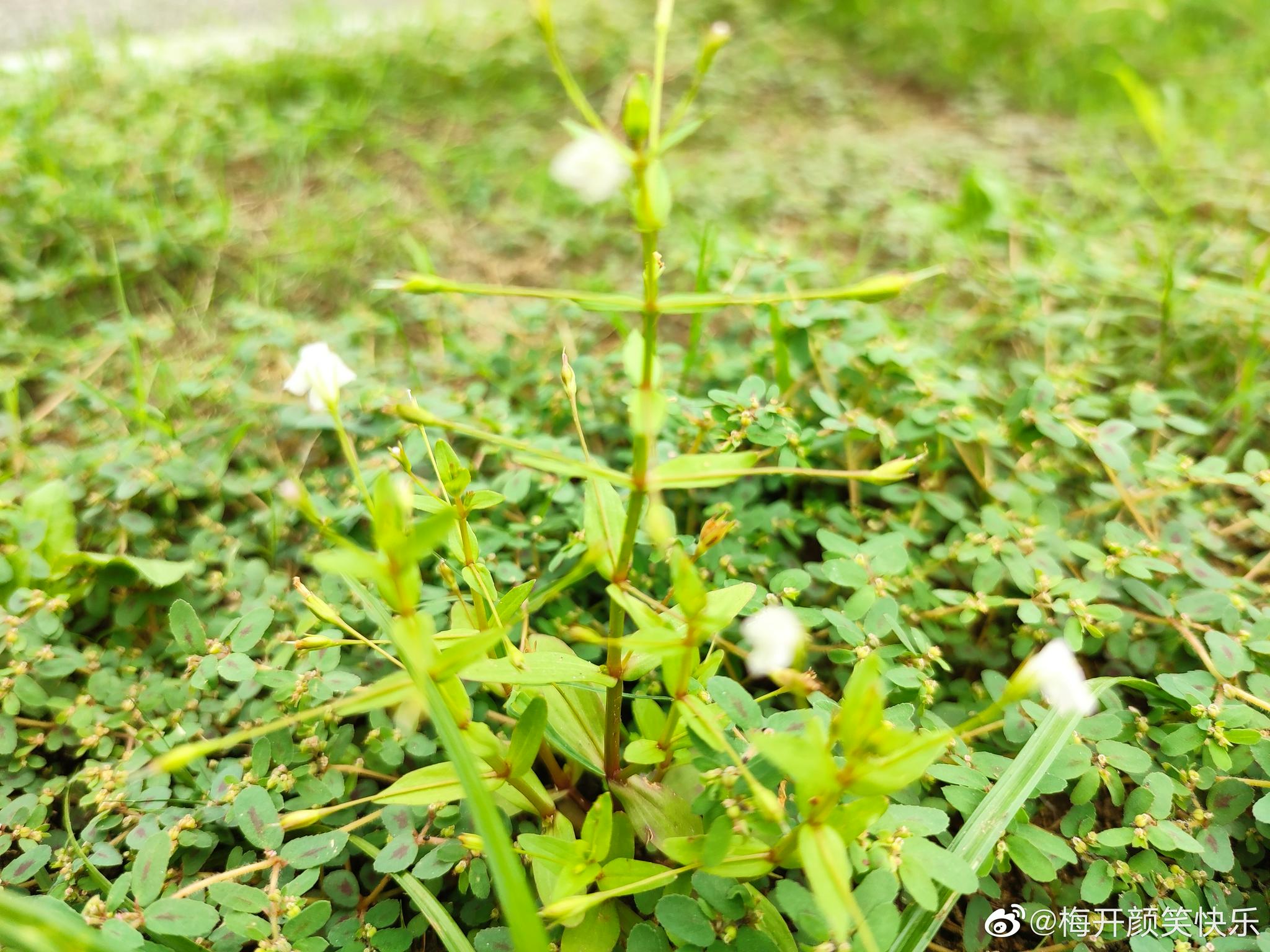 陌上菜～～玄参科母草属一年生草本……__财经头条