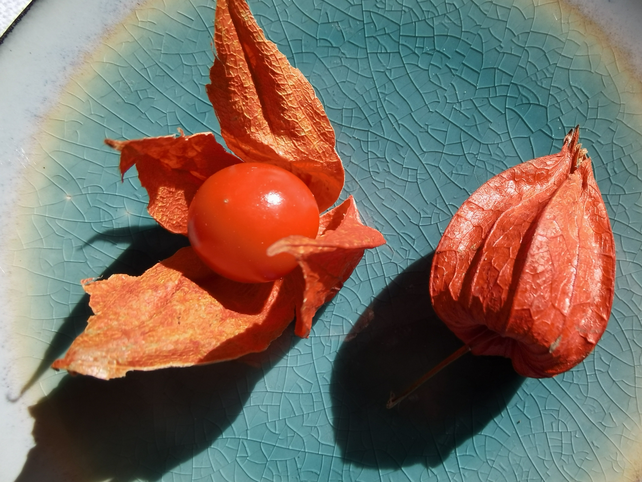 野生酸浆果也叫红姑娘,原创拍摄_高清图集_新浪网