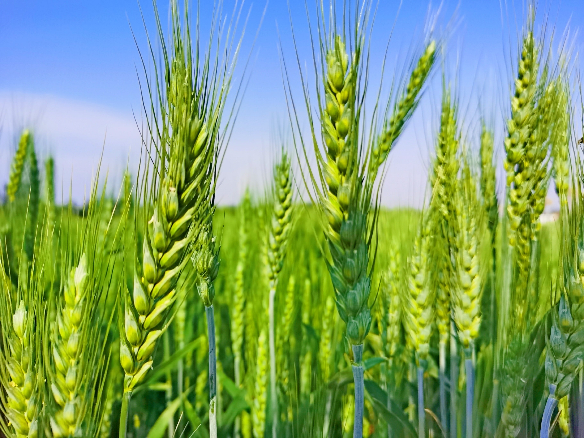 绿色麦穗绿色希望,原创拍摄