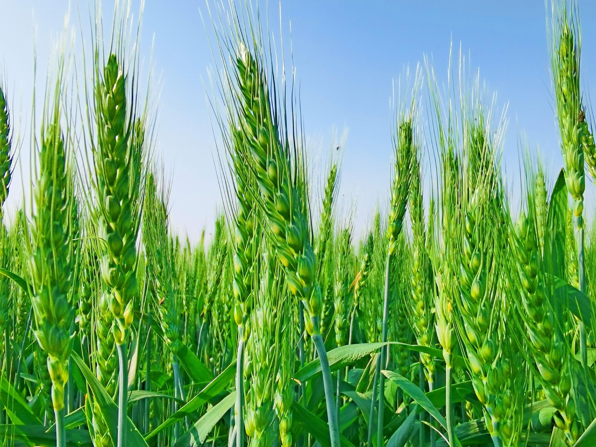 绿色麦穗绿色希望,原创拍摄