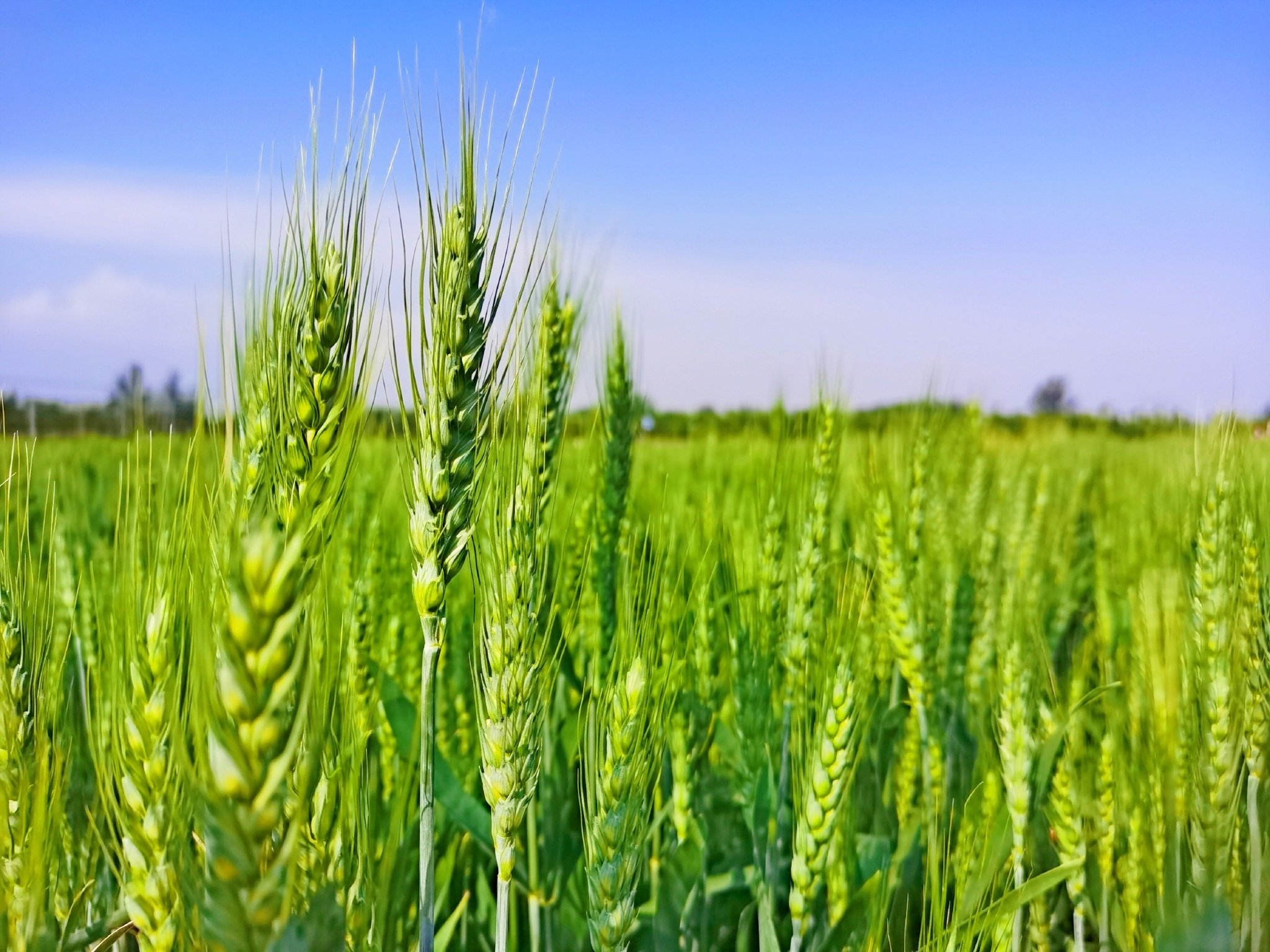 绿色麦穗绿色希望,原创拍摄