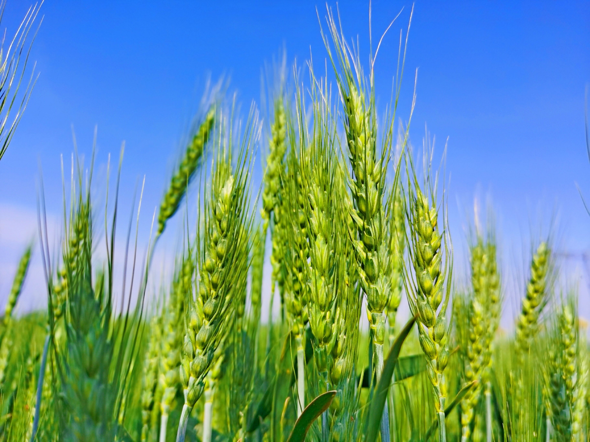 绿色麦穗绿色希望,原创拍摄