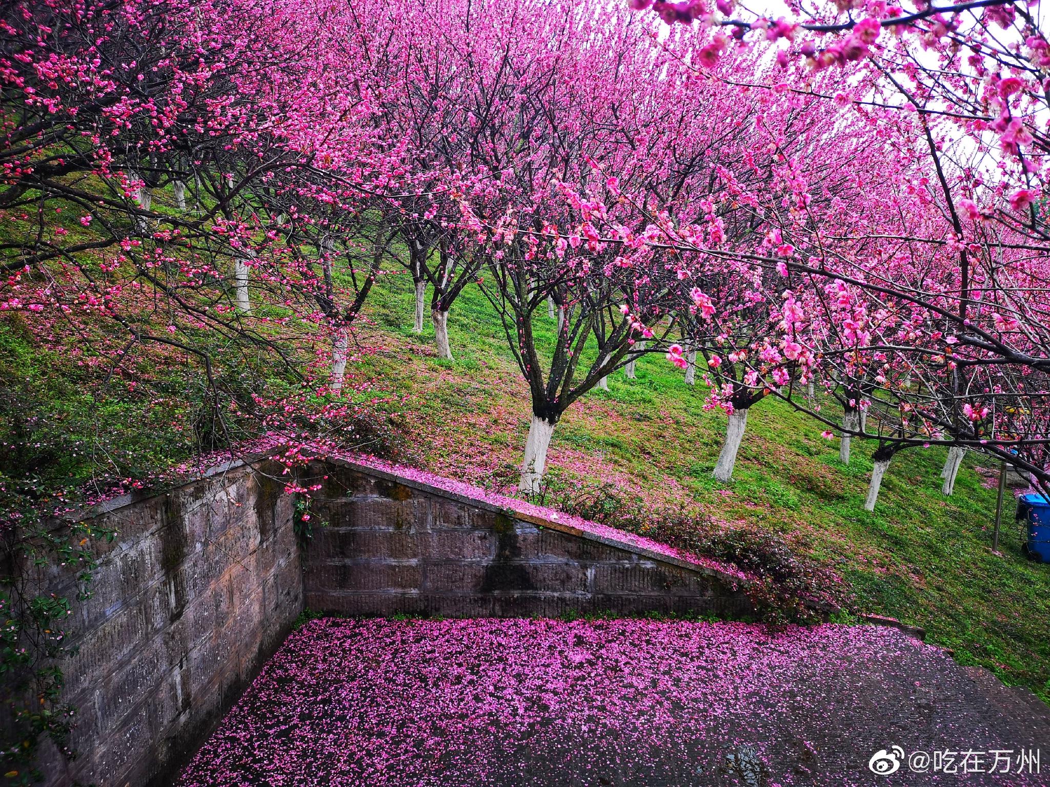 万州太白岩公园,春雨过后,红梅花瓣遍地撒