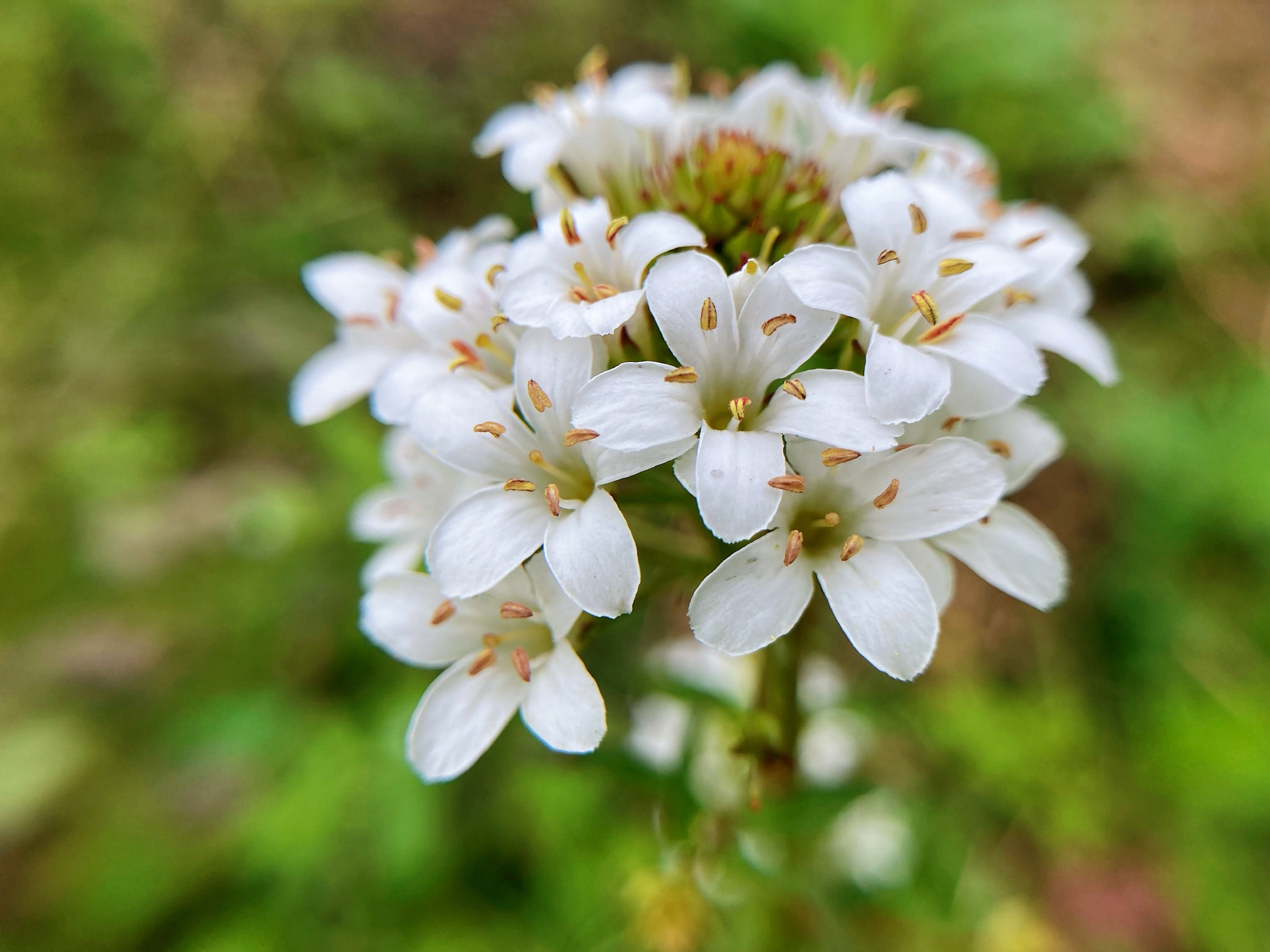泽珍珠菜lysimachiacandida