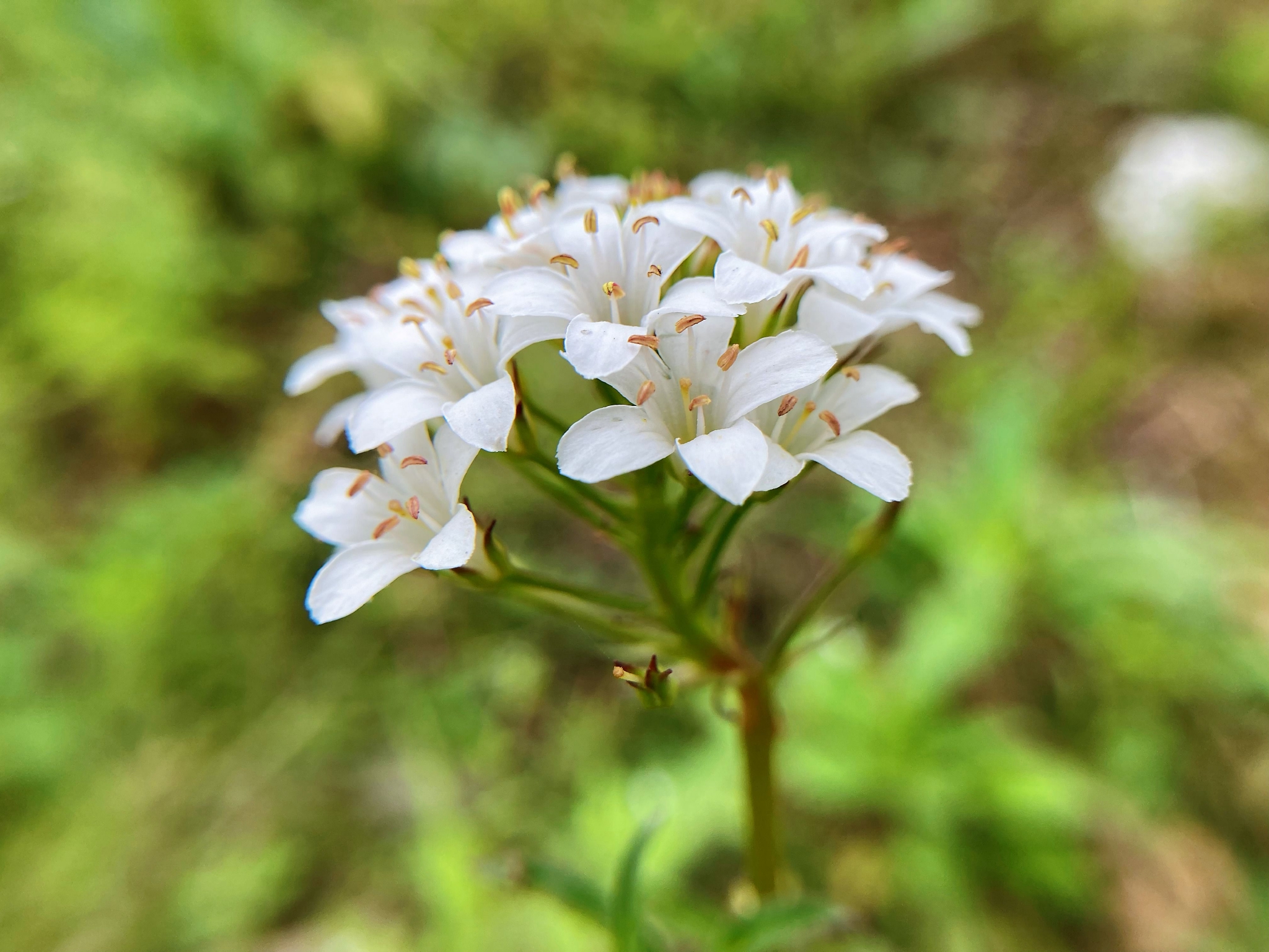 泽珍珠菜lysimachiacandida