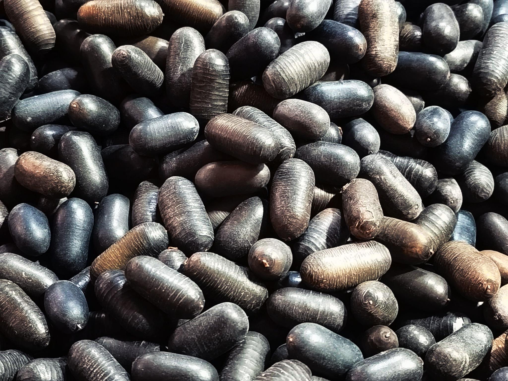 中药材双肾子也叫石莲子,原创拍摄