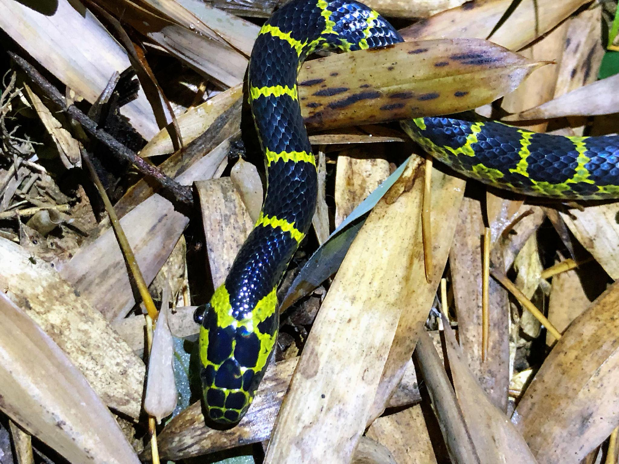 黄链锦蛇dinodon flavozonatum