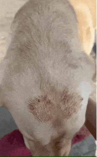 狗子脑袋被砸出血印子,主人心疼检查后发现:是谁那么猴急?