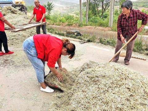 农民路边打油菜 木锨 簸萁 筛子传统农具显身手 劳作方式回味无穷|木锨|劳作|油菜_新浪新闻