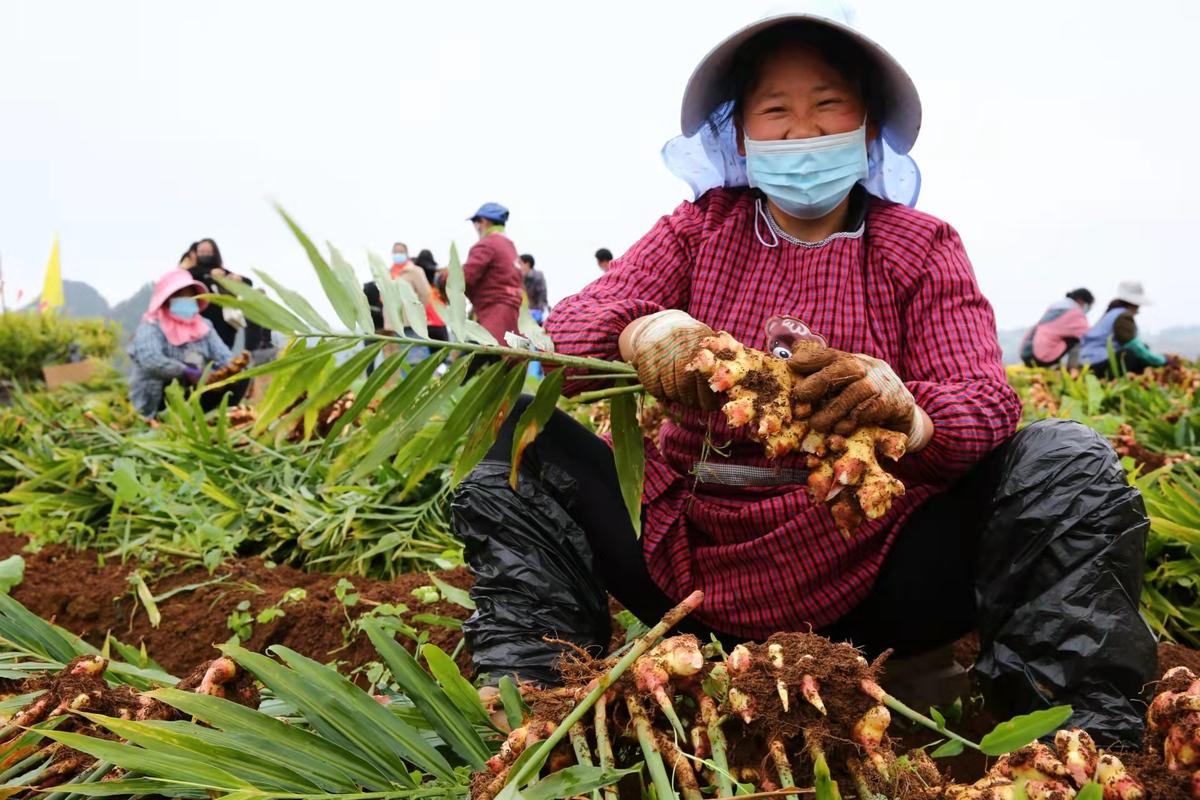 露出了微笑 李瑾灿 摄)罗平小黄姜种植历史最早可追溯到清康熙三十年