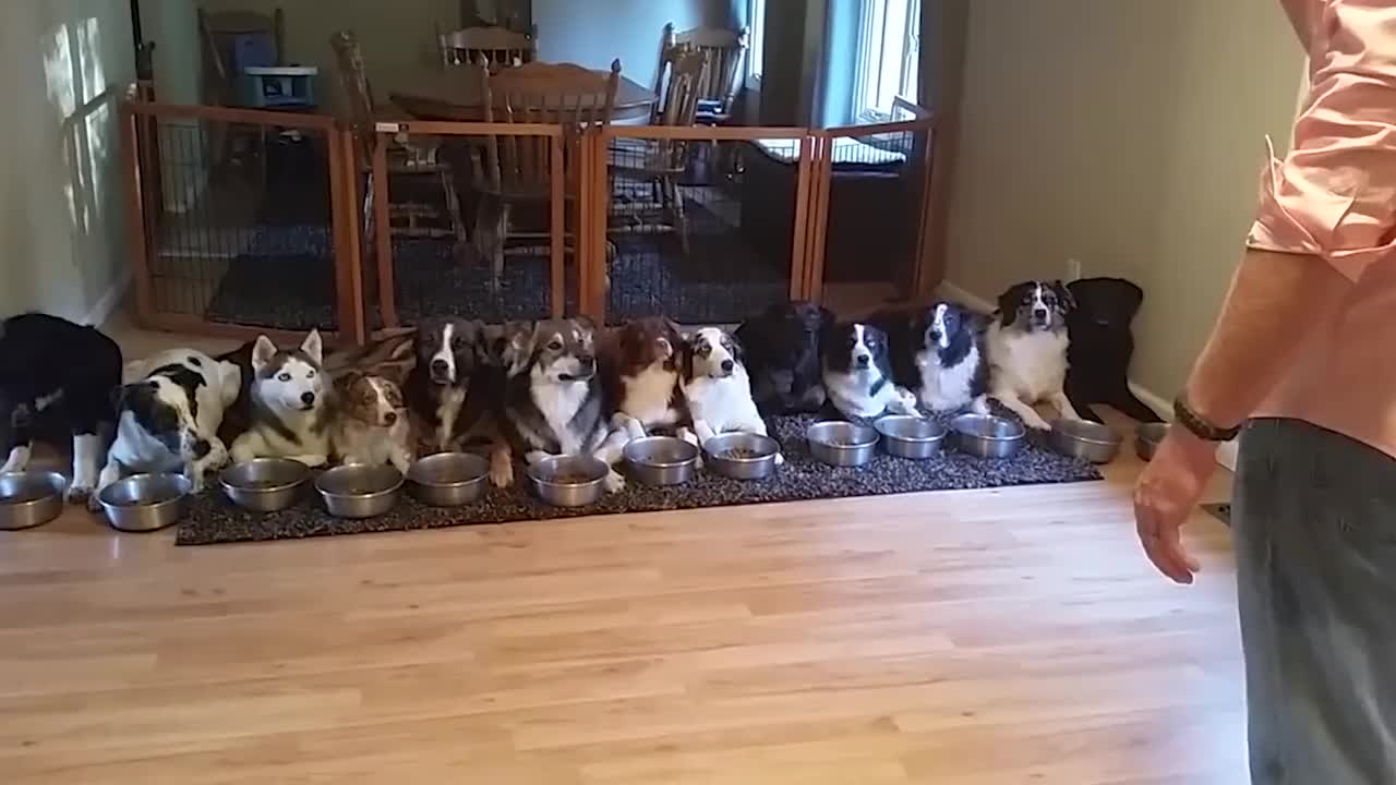 狗狗排队吃饭排在最后的一只不乐意了