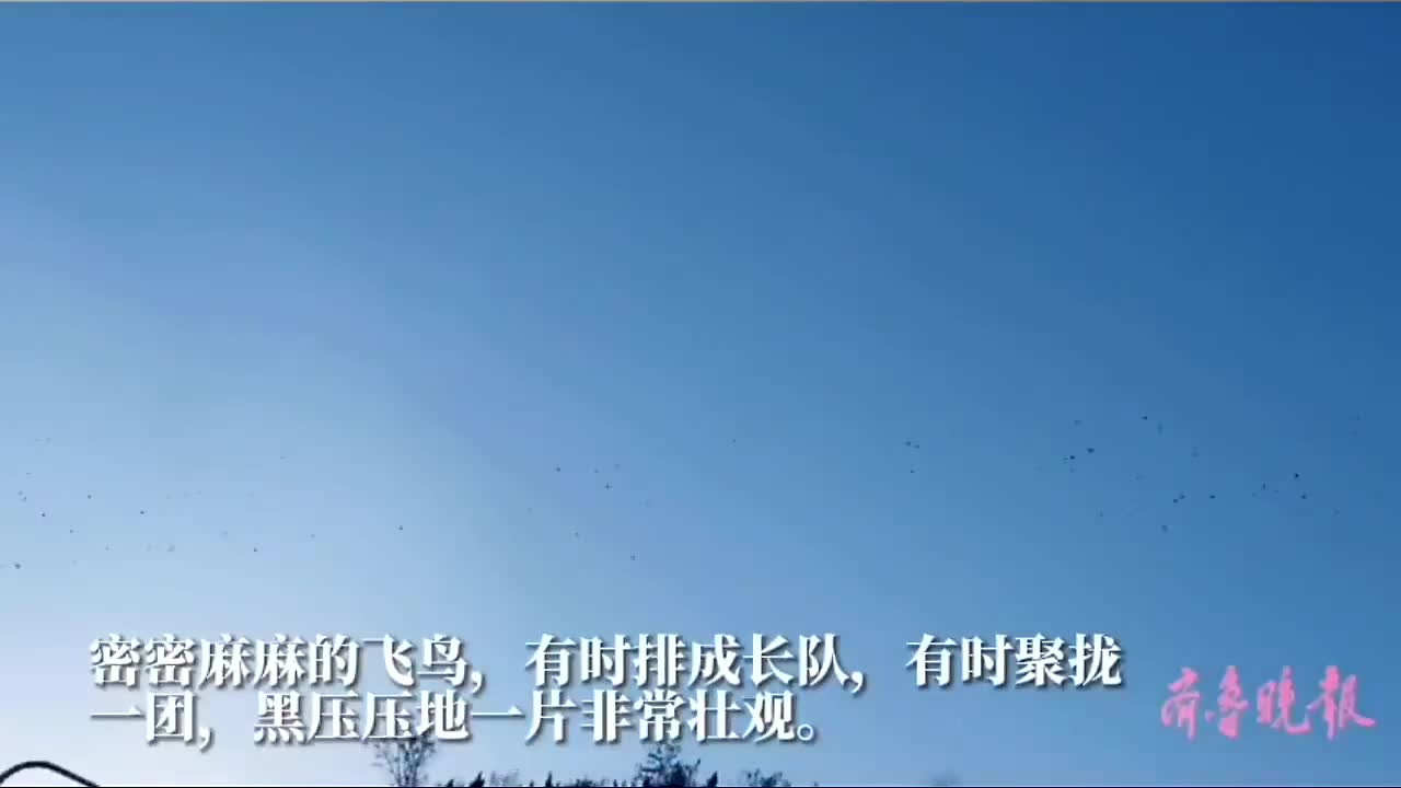 果然视频 济南奥体西路上空出现成群飞鸟 原来是越冬的燕雀