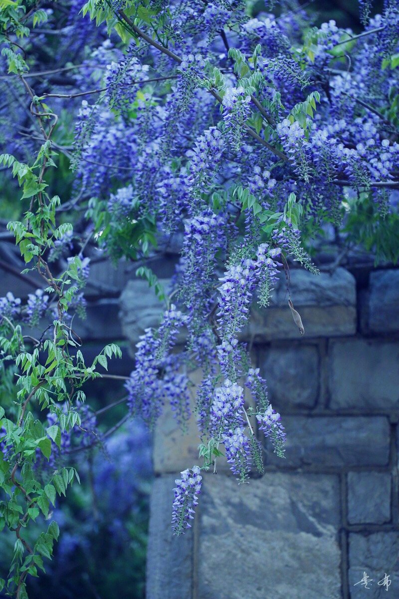 紫雪半庭長不掃 閑拋簪組對清吟