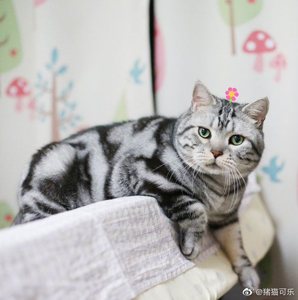 像我这种蛋白质摄取不足的需要多吃蛋白质 肉蛋奶豆制品