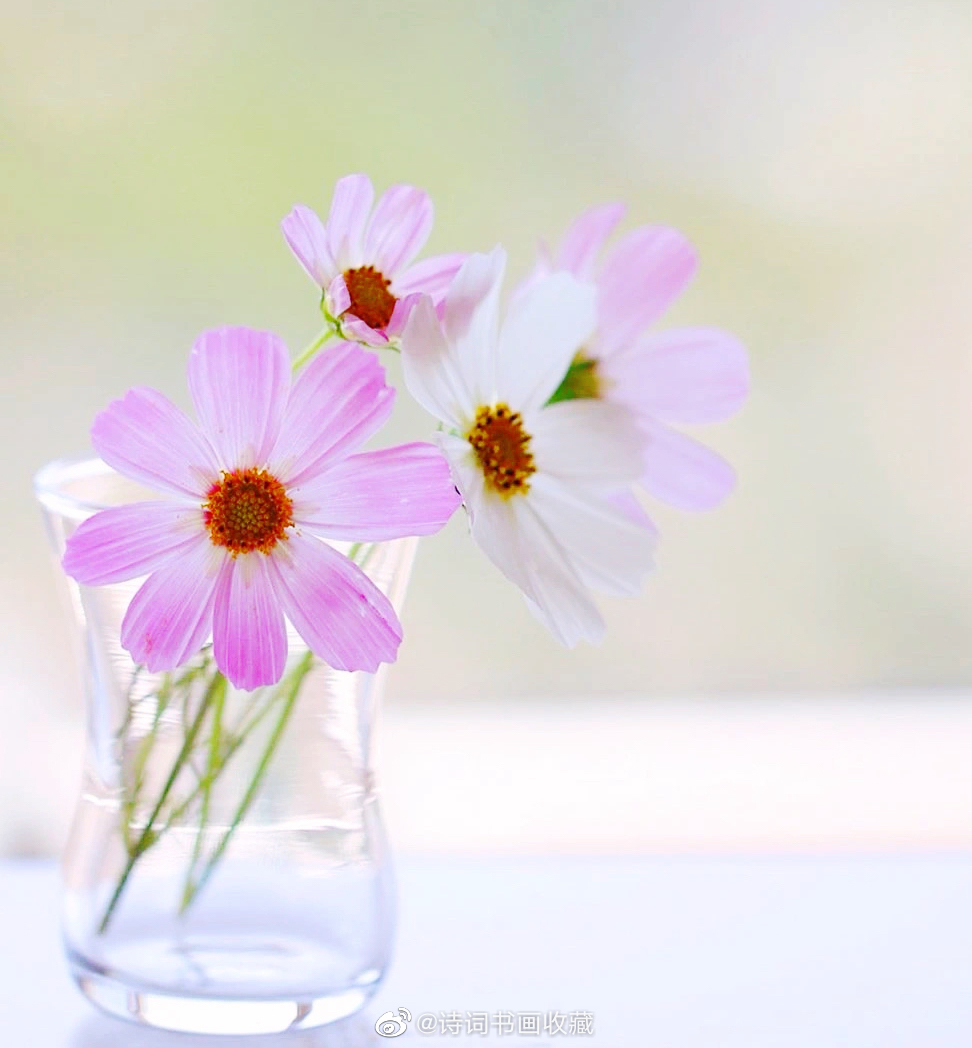 清澈通透没有一丝污浊,清新淡雅不带半点娇媚._高清图集_新浪网