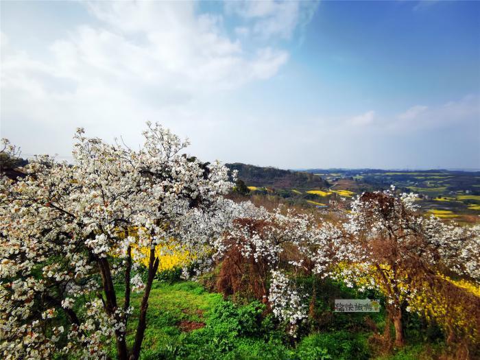 寻春三多古寨,赏自贡最美梨花!