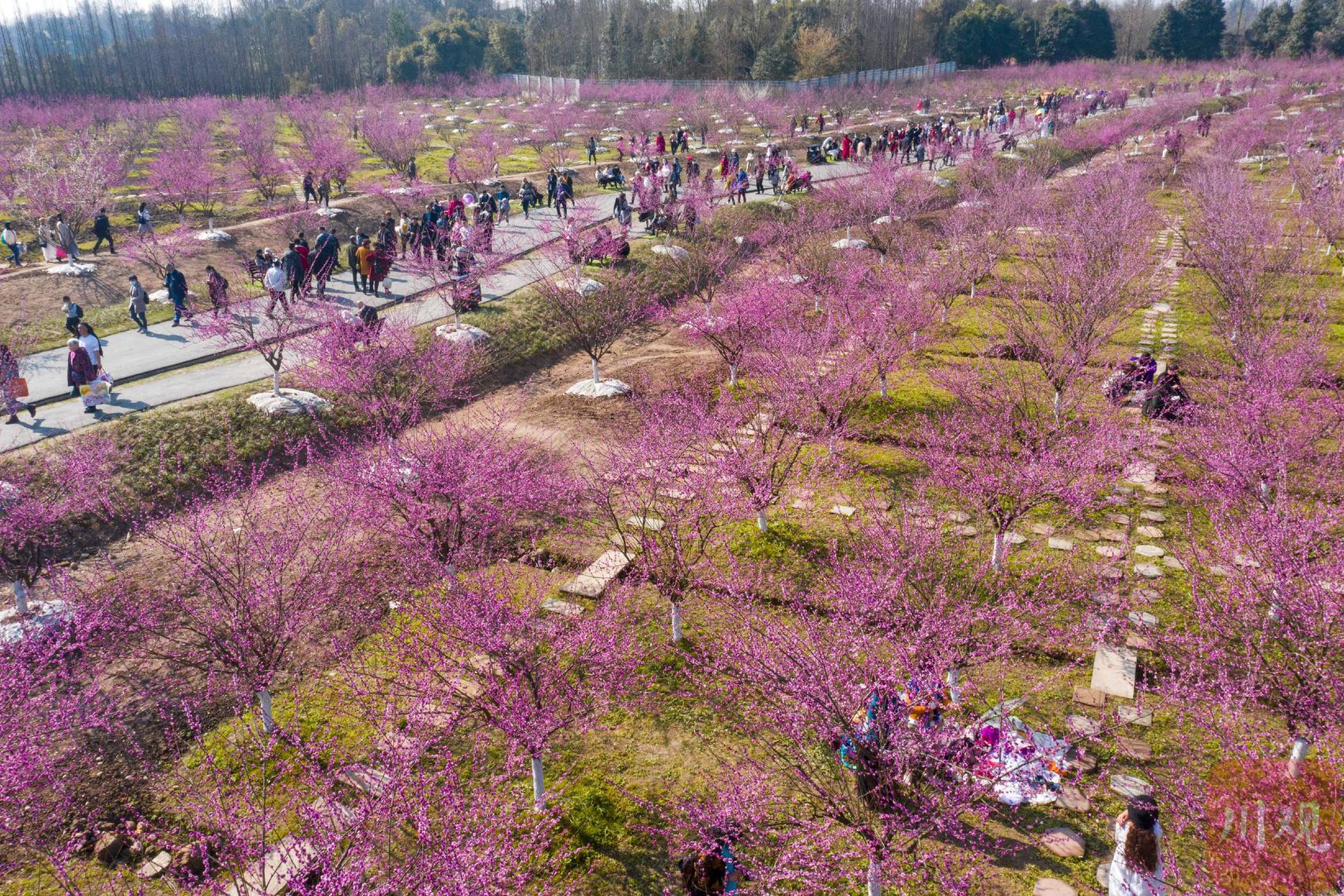 梅花次第盛开都江堰问花村千亩花海迎客