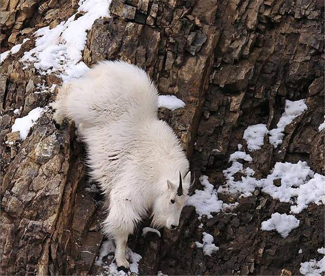 落基山出现雪羊带着幼崽攀岩不怕零下50严寒就怕狼群围攻