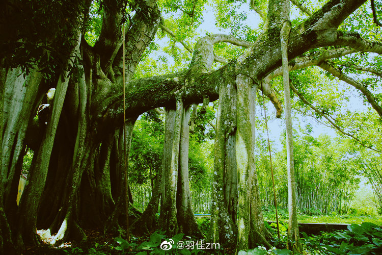 说到榕树,已知世界上最大一棵__财经头条