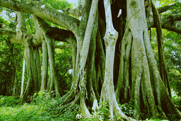 说到榕树,已知世界上最大一棵__财经头条