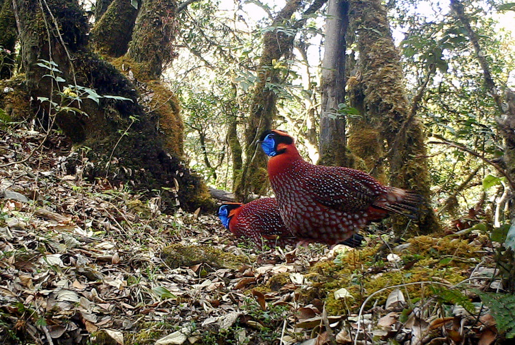 你没听说过的娃娃鸡红腹角雉现身云南龙陵