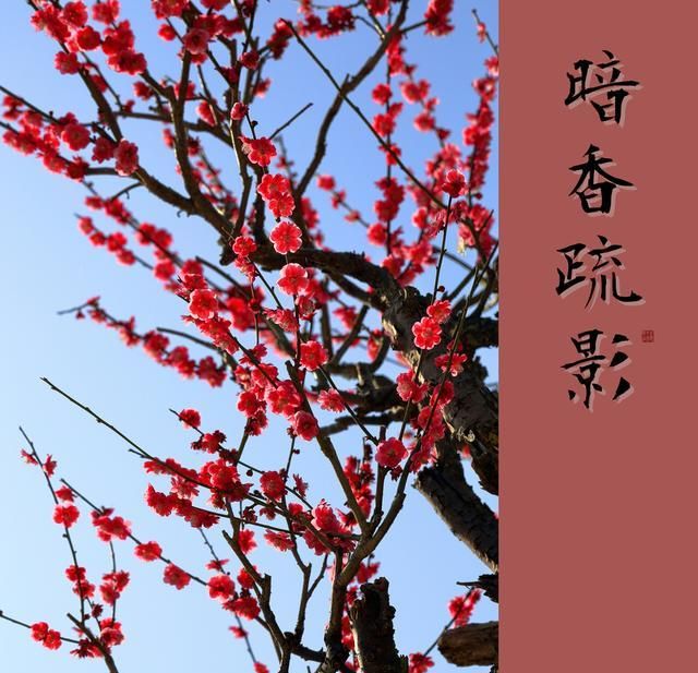 暗香疏影......|疏影|姜夔|咏梅_新浪新闻