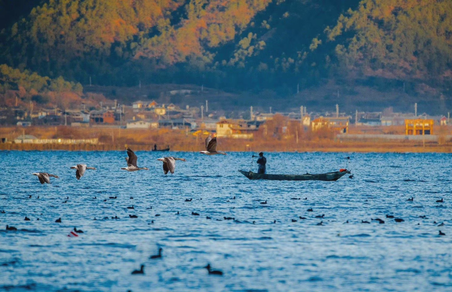 丽江拉市海湿地_高清图集_新浪网