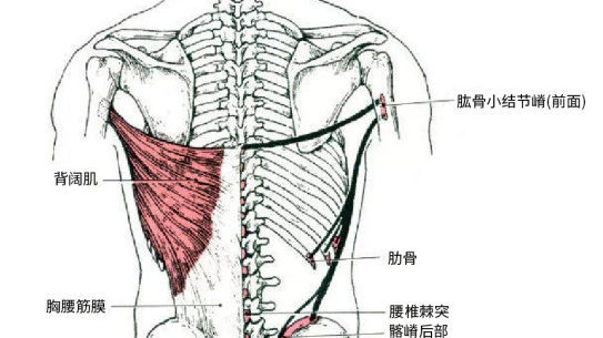 高位下拉这样练,才能最大限度的刺激背阔肌,你做对了吗?|胸部|还原|肱骨|躯干|小臂_新浪新闻