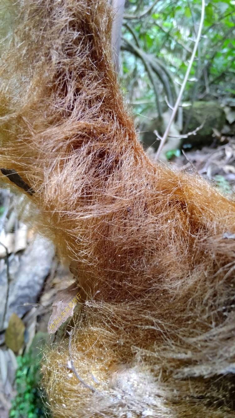 金毛狗蕨,别名黄毛狗,猴毛头,属于国家级的濒危植物,为大型树状蚌壳蕨