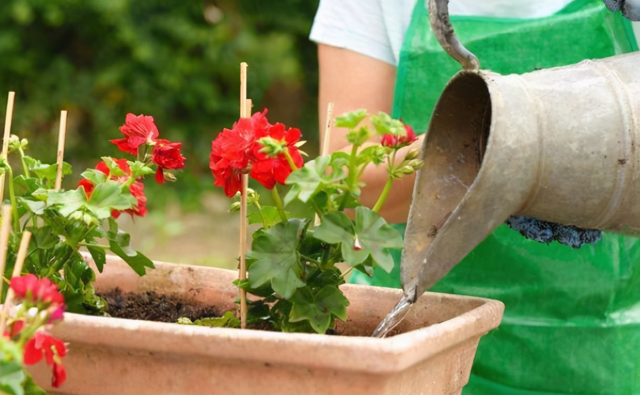 养花施肥的"5大禁忌",了解后合理使用,植物生长才旺盛