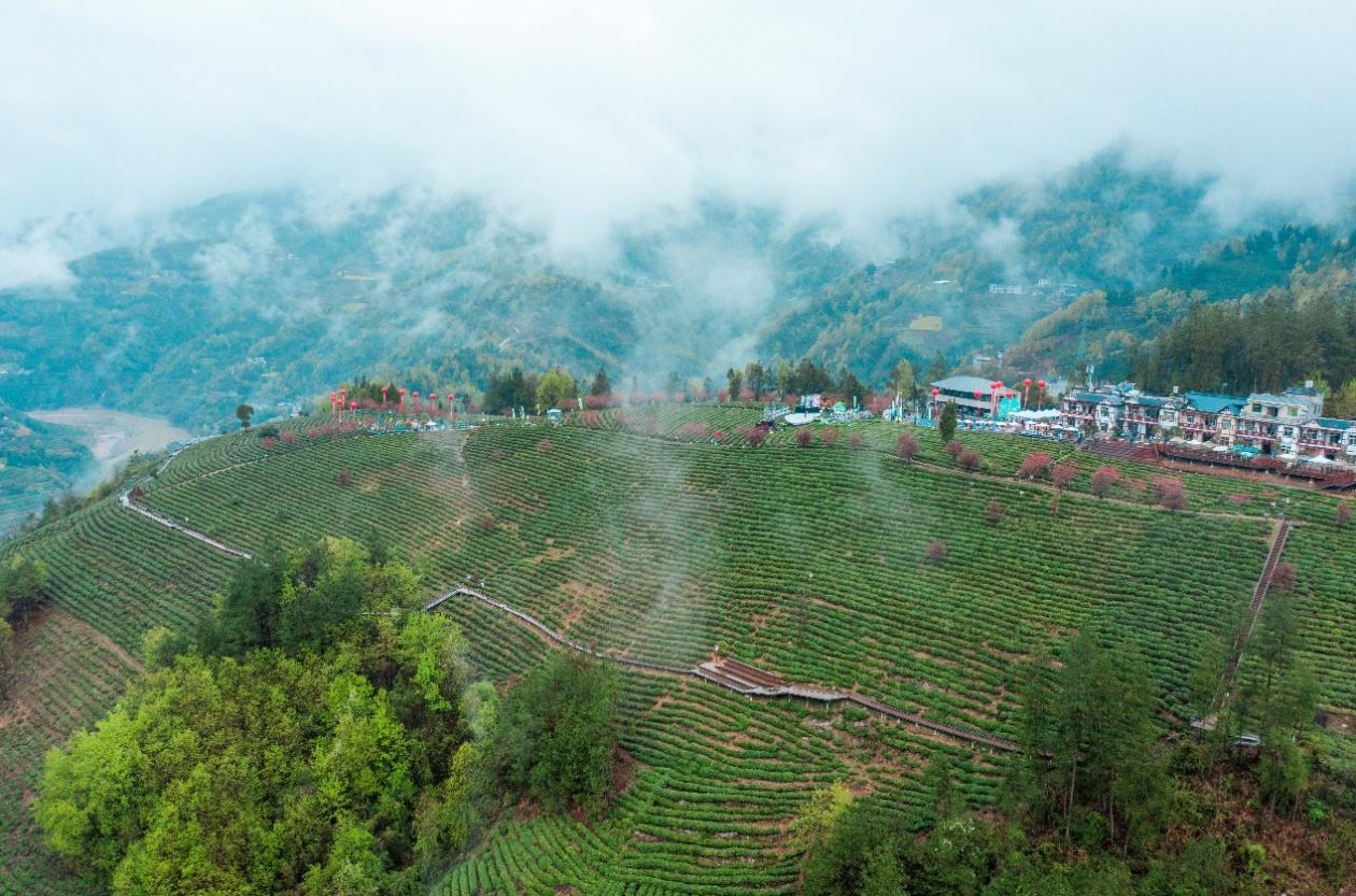 紫阳县25万亩富硒茶盛大开园共赴春茶之约