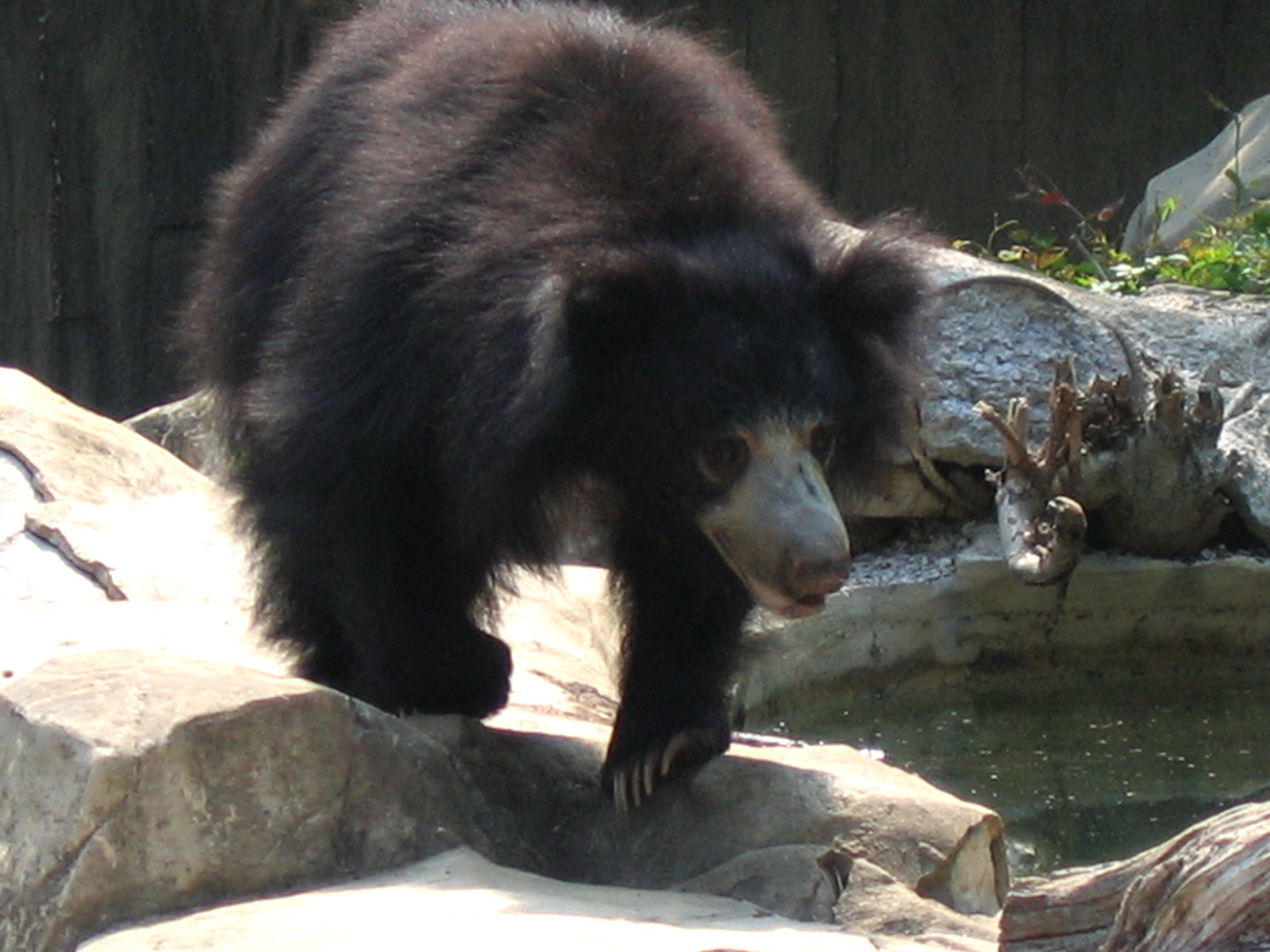 黑熊与棕熊-户外摄影-绿野主版-绿野户外网