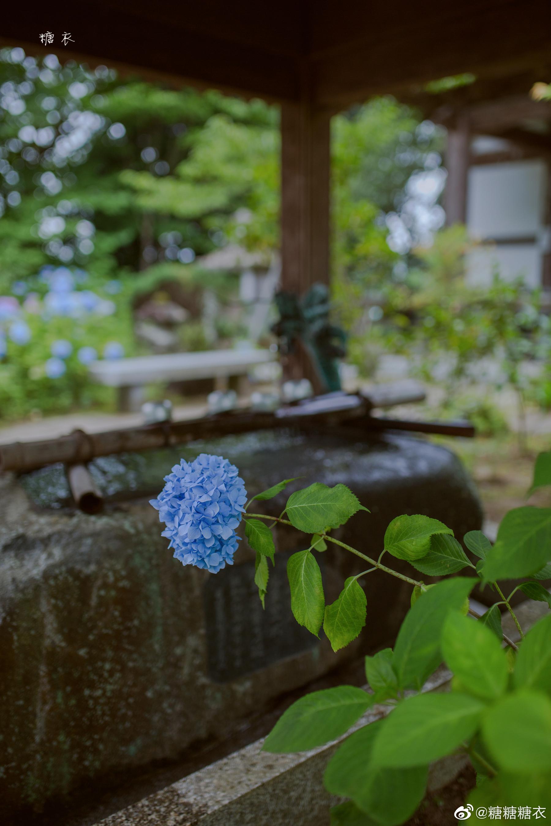 去年夏天仙台北山资福寺的紫阳花