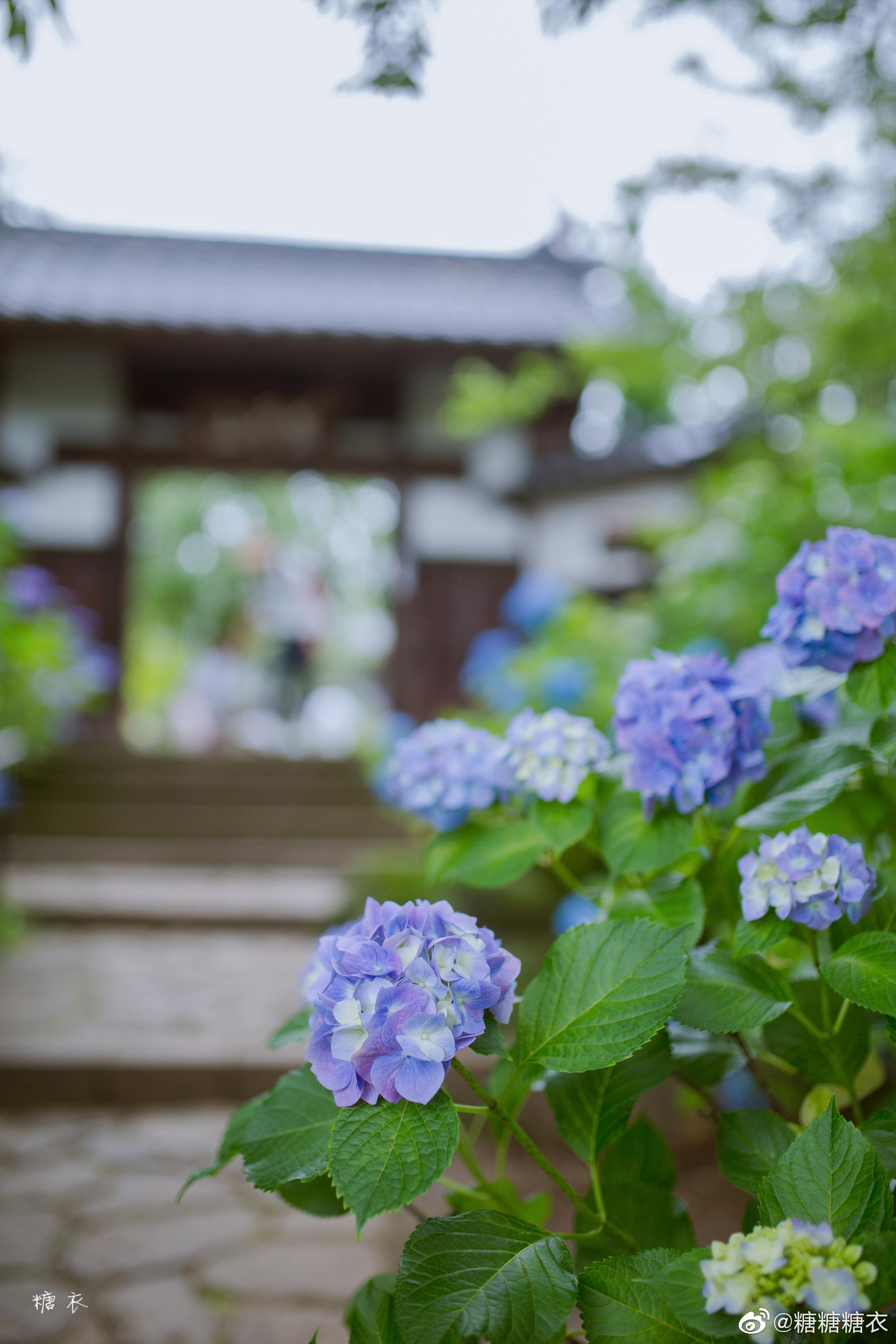 去年夏天仙台北山资福寺的紫阳花 去年夏天仙台北山资福寺的紫阳花