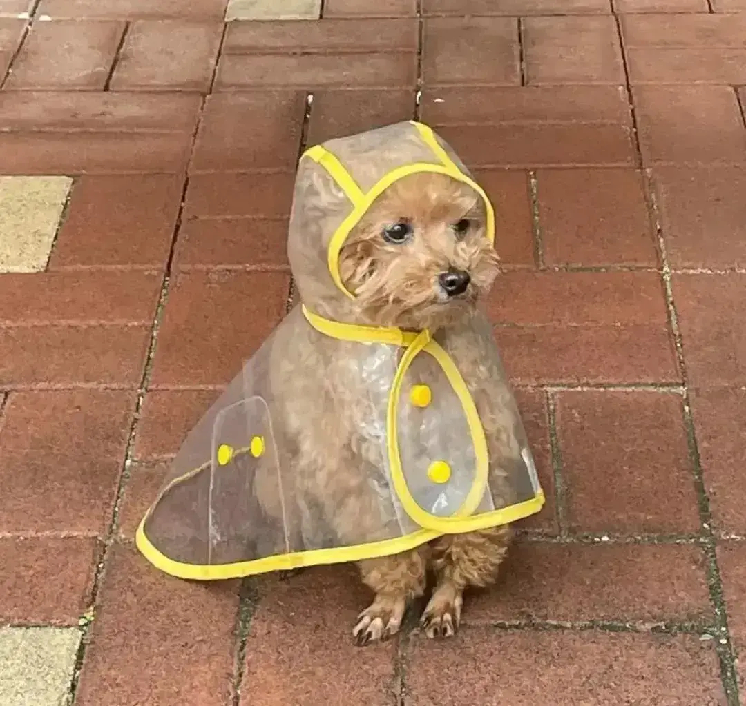 狗在雨中被淋的表情包图片