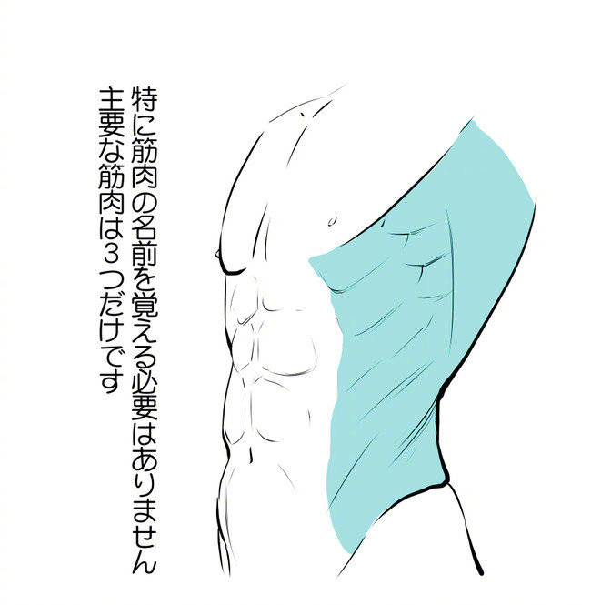 侧腹炼成手册有清晰讲解侧腹的结构噢 学会就一起来画美妙的肉体吧 转 侧腹炼成手册有清晰讲解侧腹的结构噢 学会就一起来画美妙的肉体吧 转