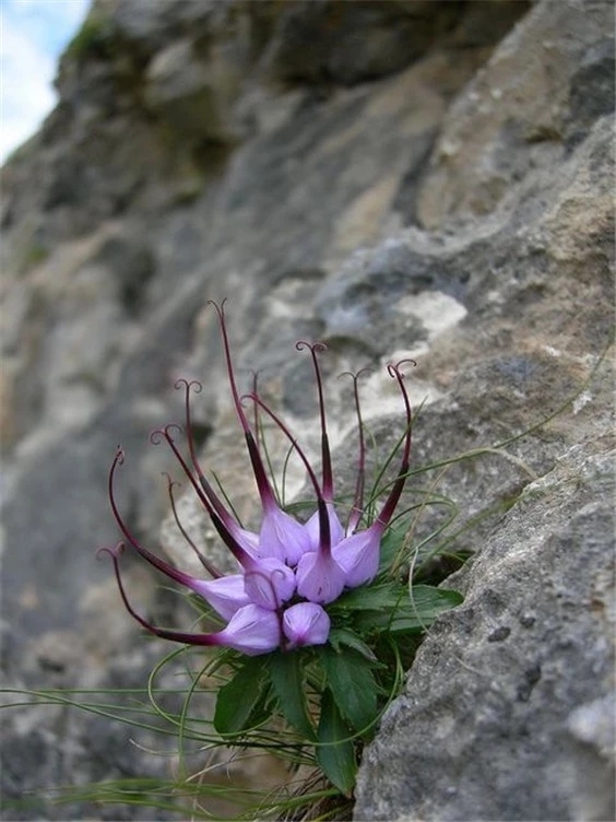 " 绝处逢生 … "_高清图集_新浪网