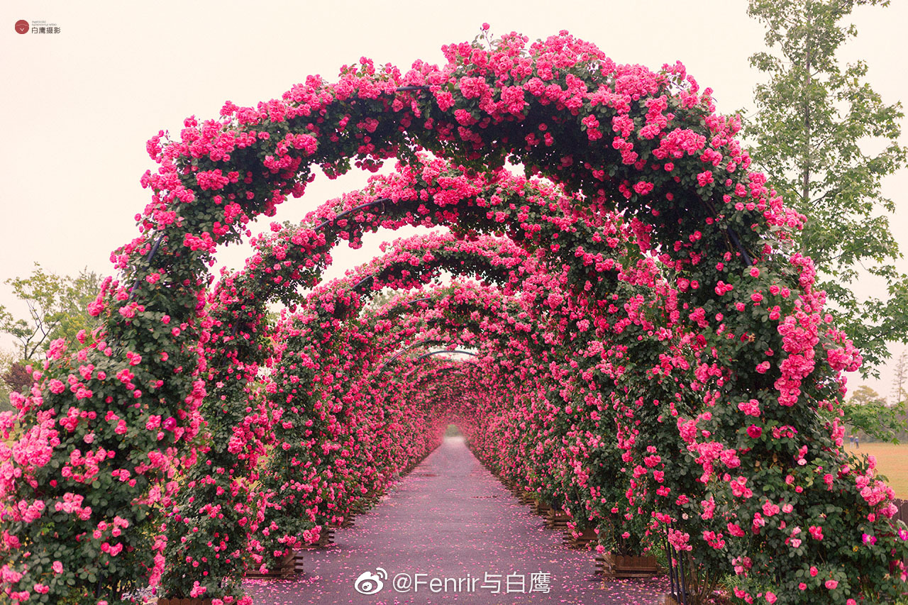 婚礼上美丽的花拱门。装着粉红玫瑰和牡丹的花瓶。婚礼安排在户外公园附近的池塘。照片摄影图片_ID:167837458-Veer图库