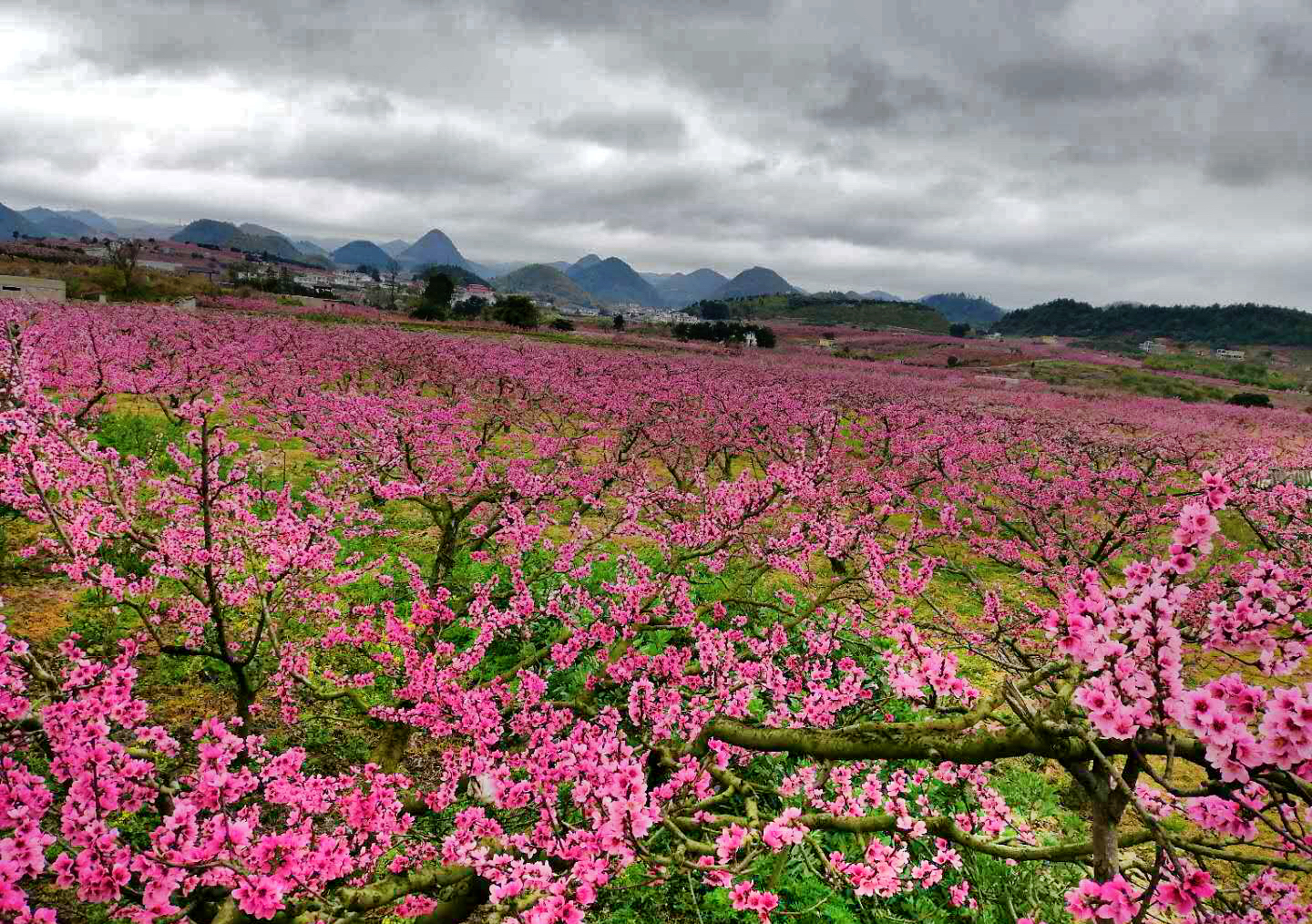 贵州也有十里桃花的美好憧憬,你知道是哪里吗?