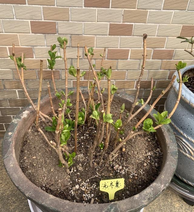 冬天养绣球不能太娇贵冻一冻旱一旱花芽挤满盆明年爆花球