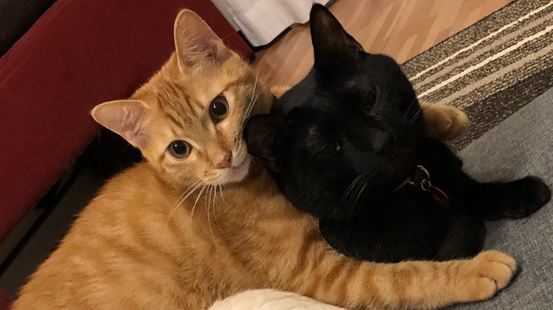 橘猫趴在两只猫咪身上白猫已经放弃反抗黑猫还在忍耐