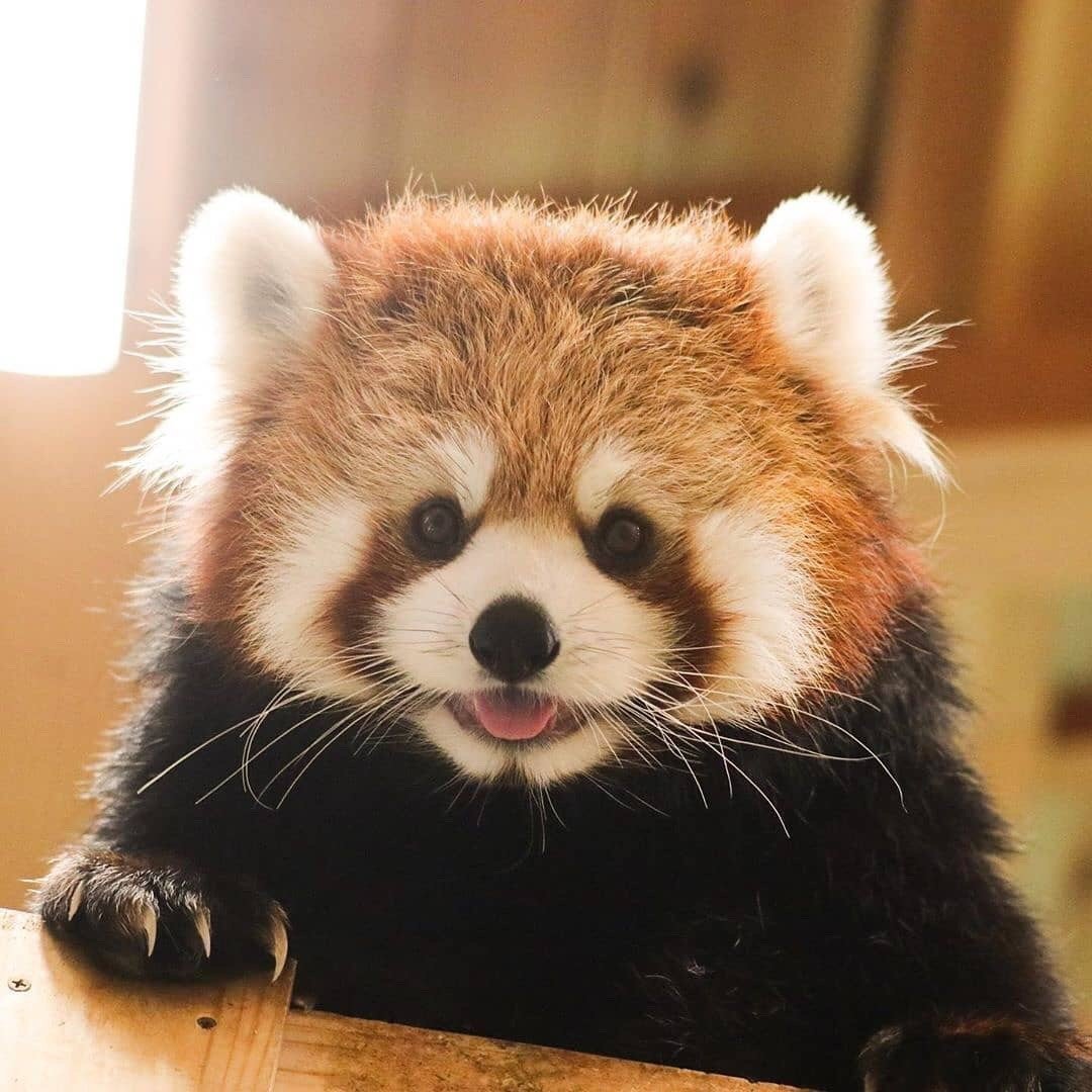 小熊猫吐出小舌头 redpandasforoli , neon__photo