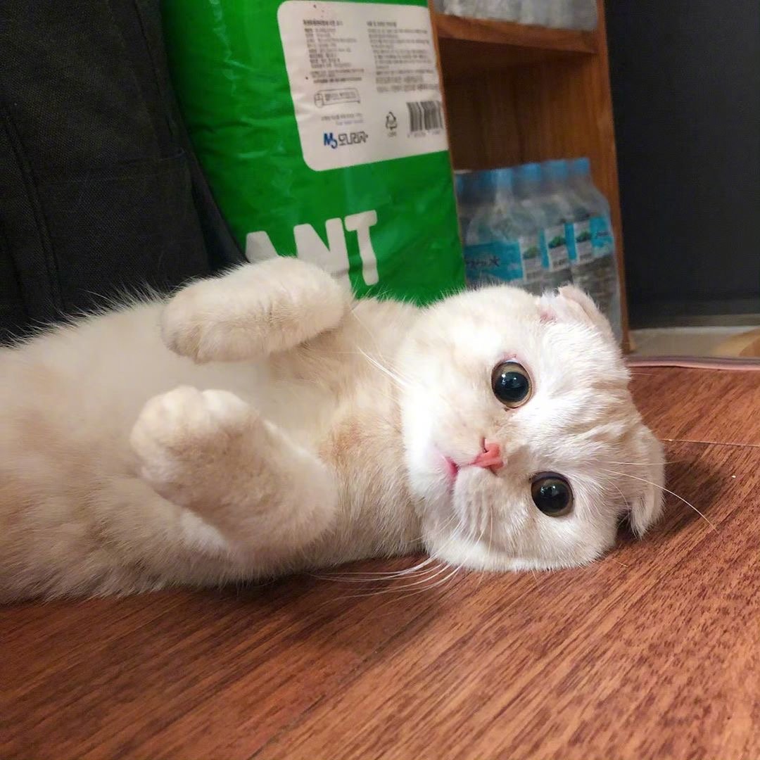 今日份云吸猫cr网络