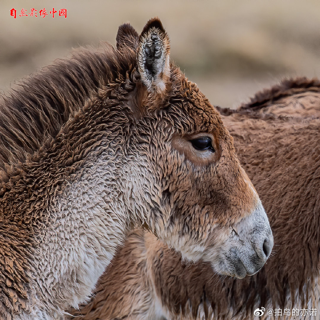藏野驴 Equus kiang - 物种库 - 国家动物标本资源库