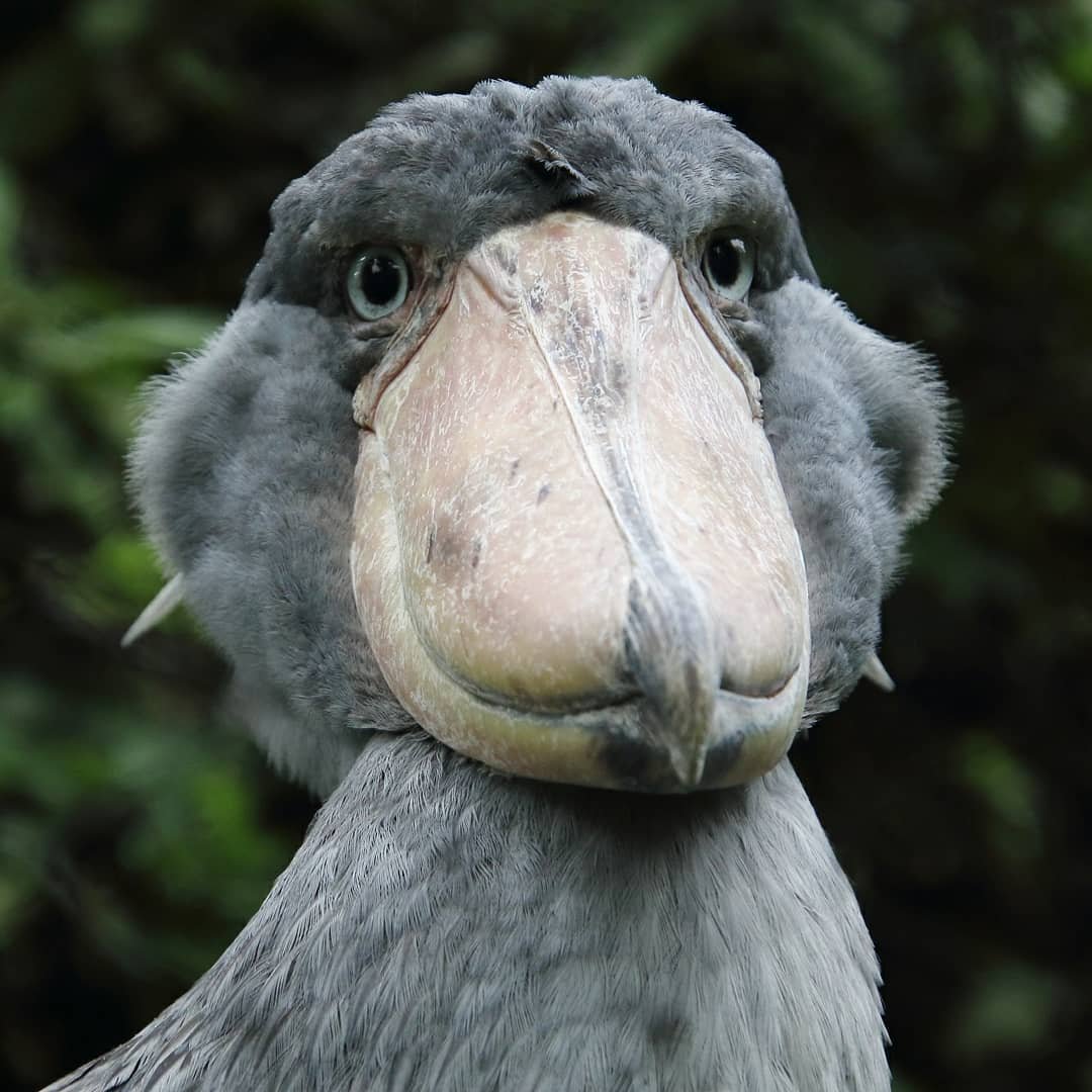 看起来憨憨的鲸头鹳 (ig: hashibiroko)_高清图集_新浪网