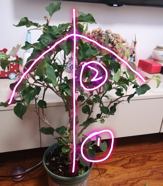 开完花的三角梅盆栽怎么修剪?修剪成扇形,开花爆盆成古扇