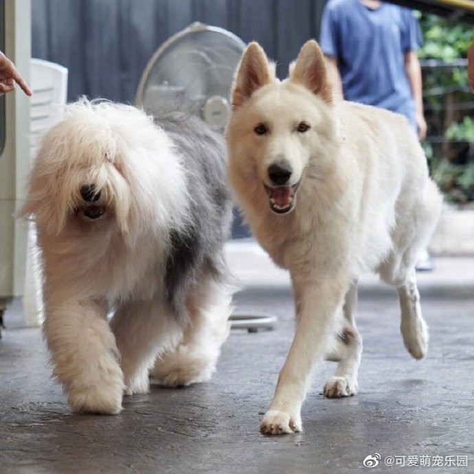 泰国有一家big Dog Cafe大狗咖啡馆 泰国有一家big Dog Cafe大狗咖啡馆