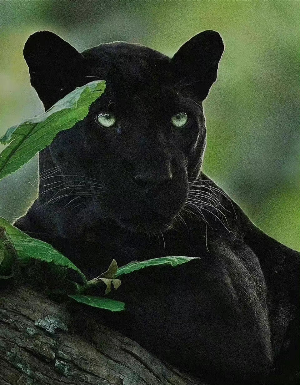 8/ 9每天和猛兽对视二分钟,猛兽的眼睛可以让你的眼神不再猥琐,雄心